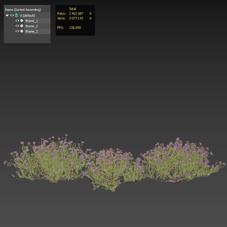 Thyme or thymus vulgaris 3D model_5