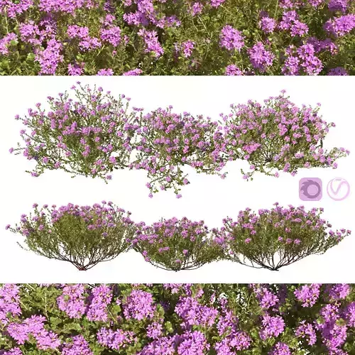 Thyme or thymus vulgaris 3D model