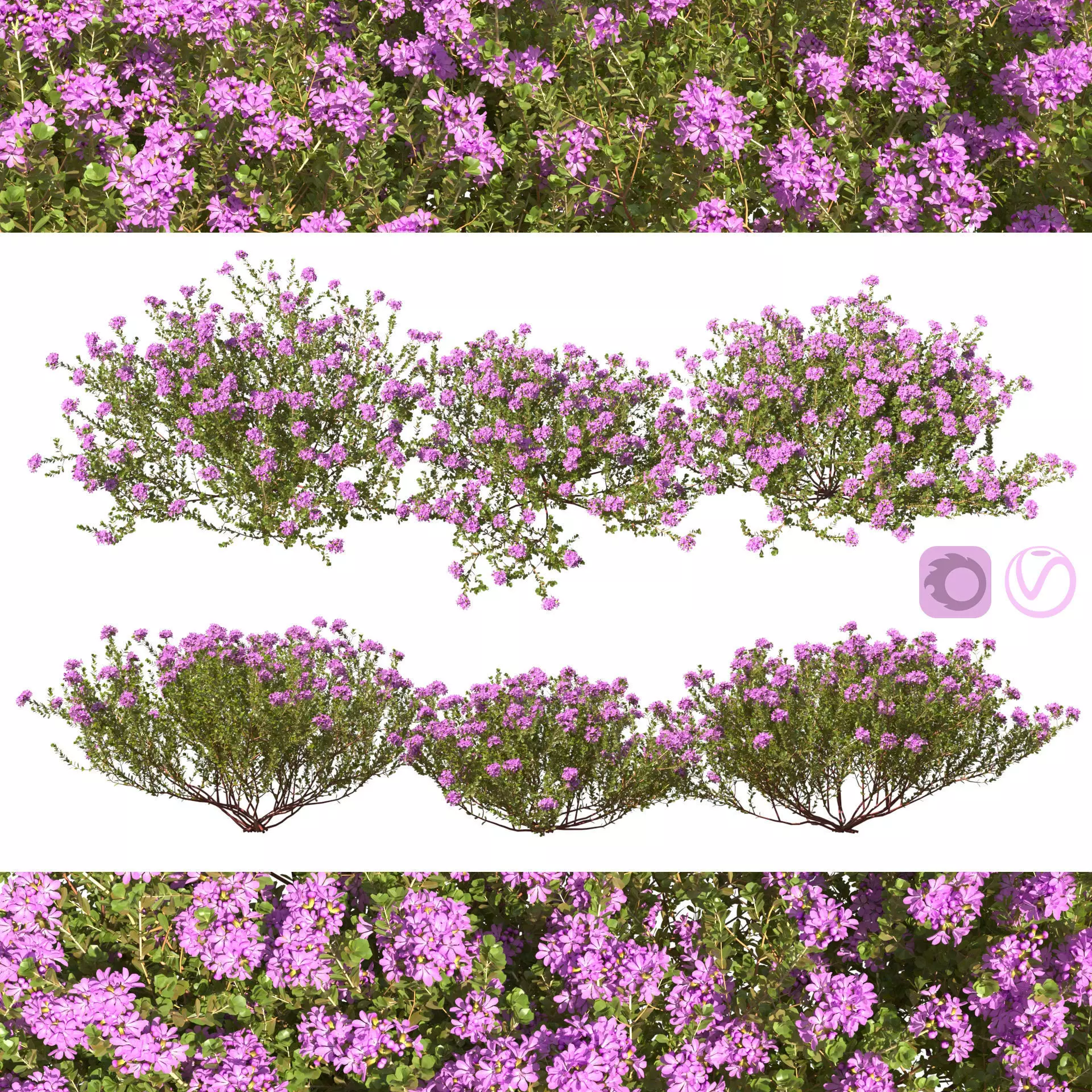 Thyme or thymus vulgaris 3D model_0