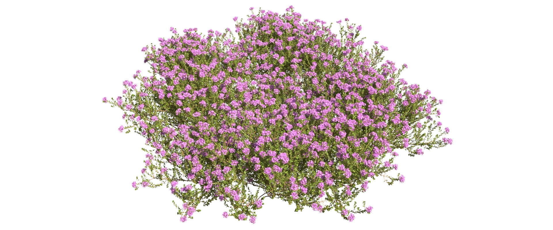 Thyme or thymus vulgaris 3D model_6