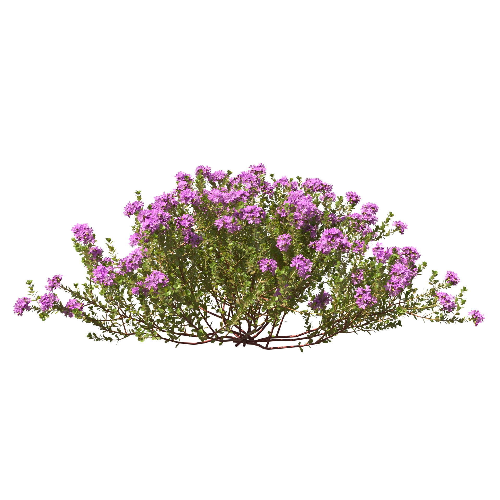 Thyme or thymus vulgaris 3D model_10