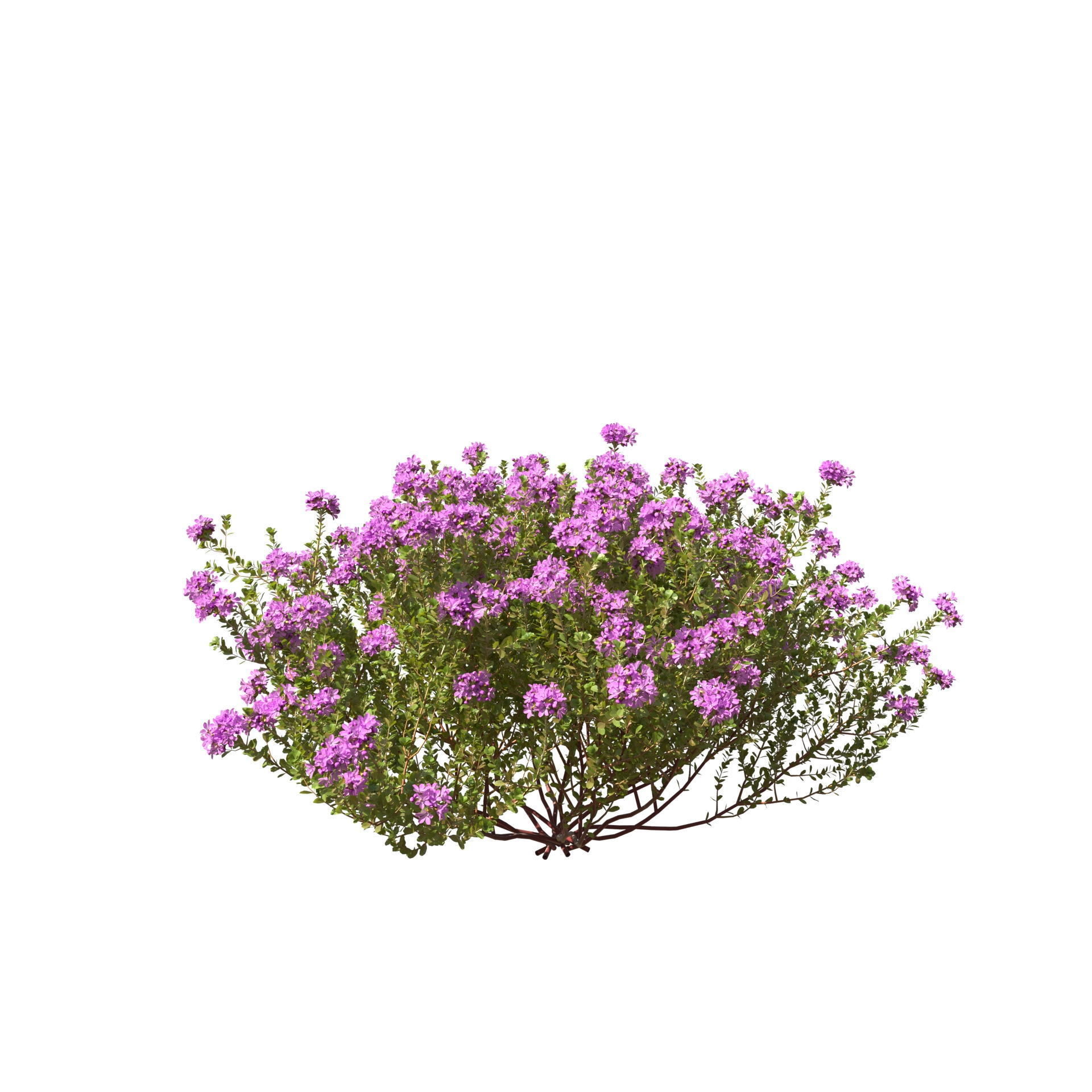 Thyme or thymus vulgaris 3D model_16