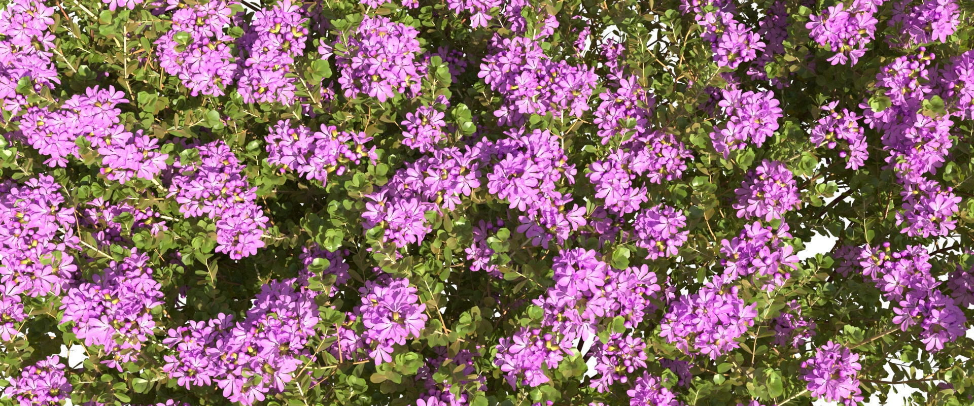 Thyme or thymus vulgaris 3D model_4