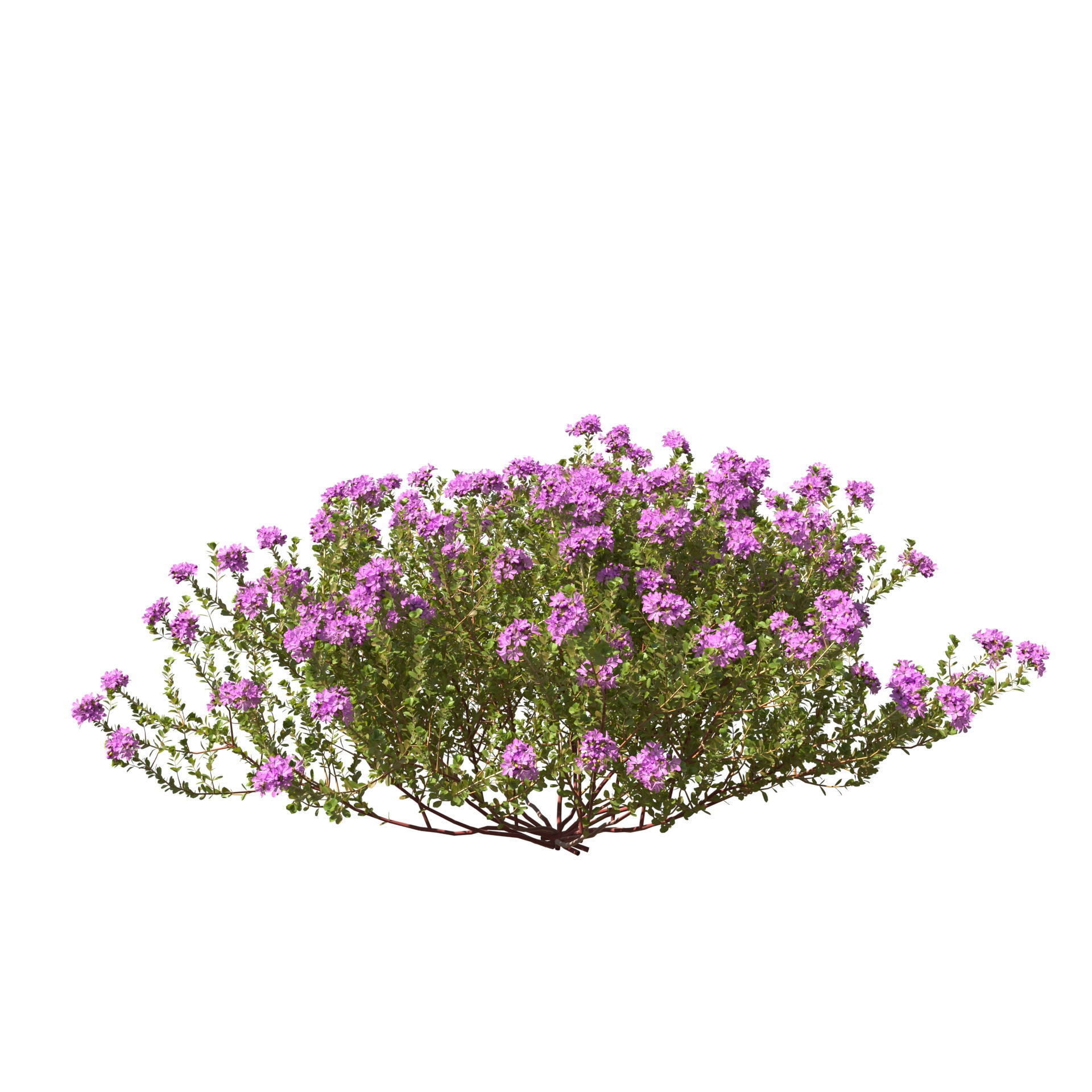 Thyme or thymus vulgaris 3D model_15
