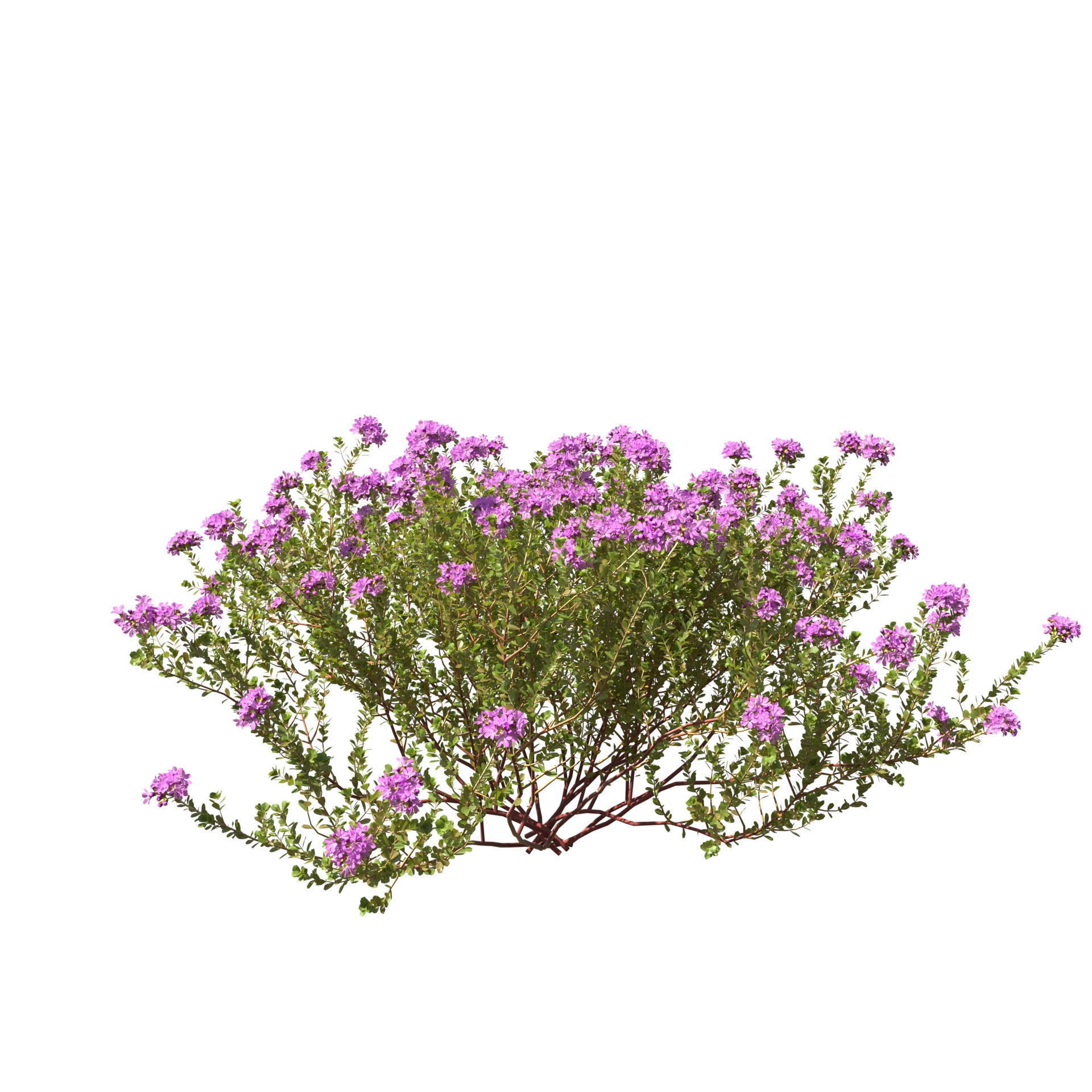 Thyme or thymus vulgaris 3D model_13