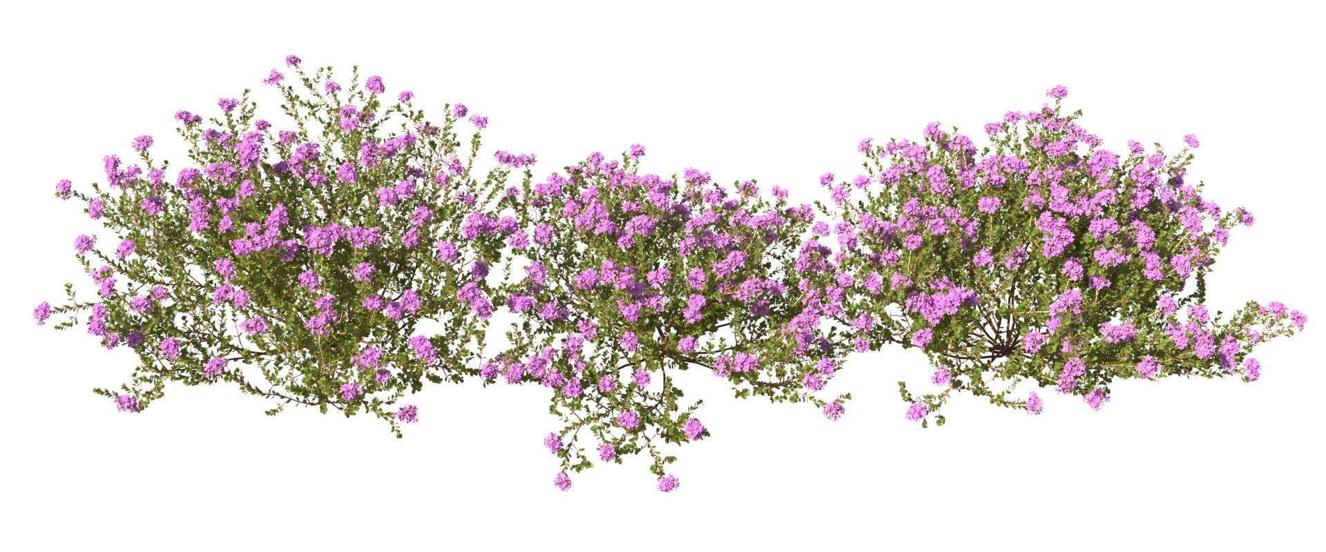 Thyme or thymus vulgaris 3D model_2