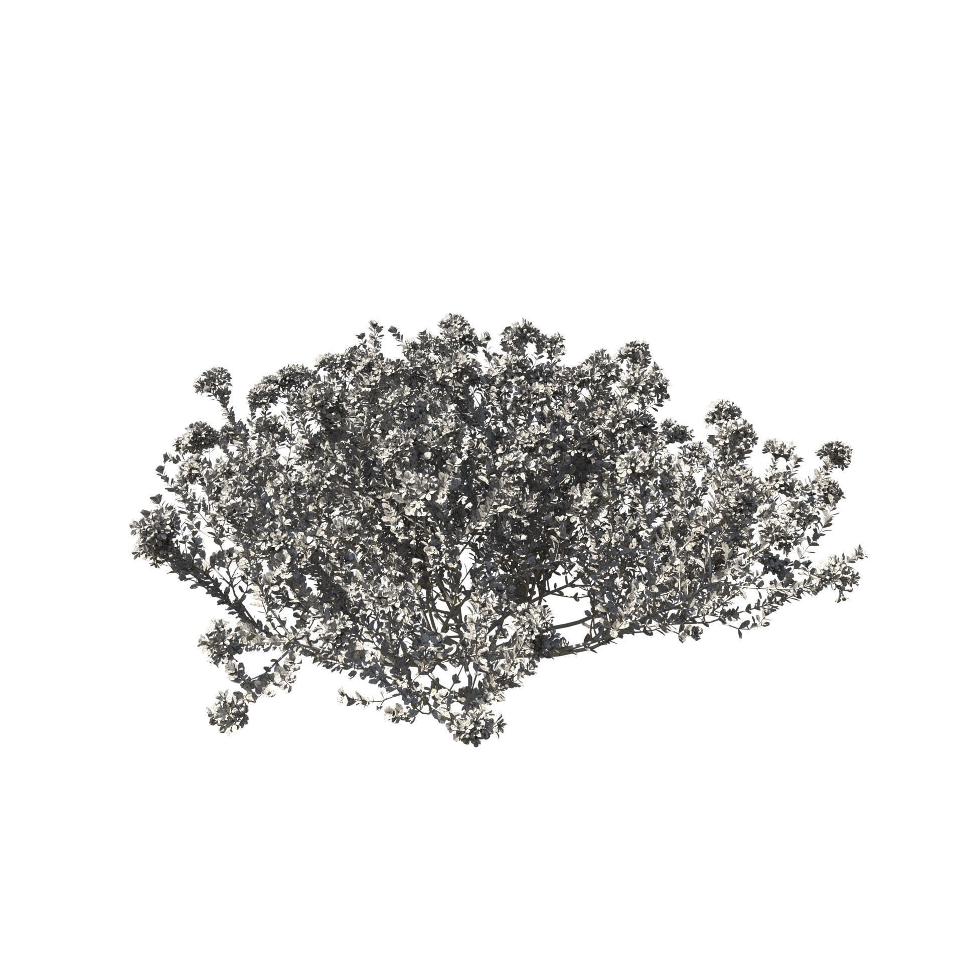 Thyme or thymus vulgaris 3D model_20