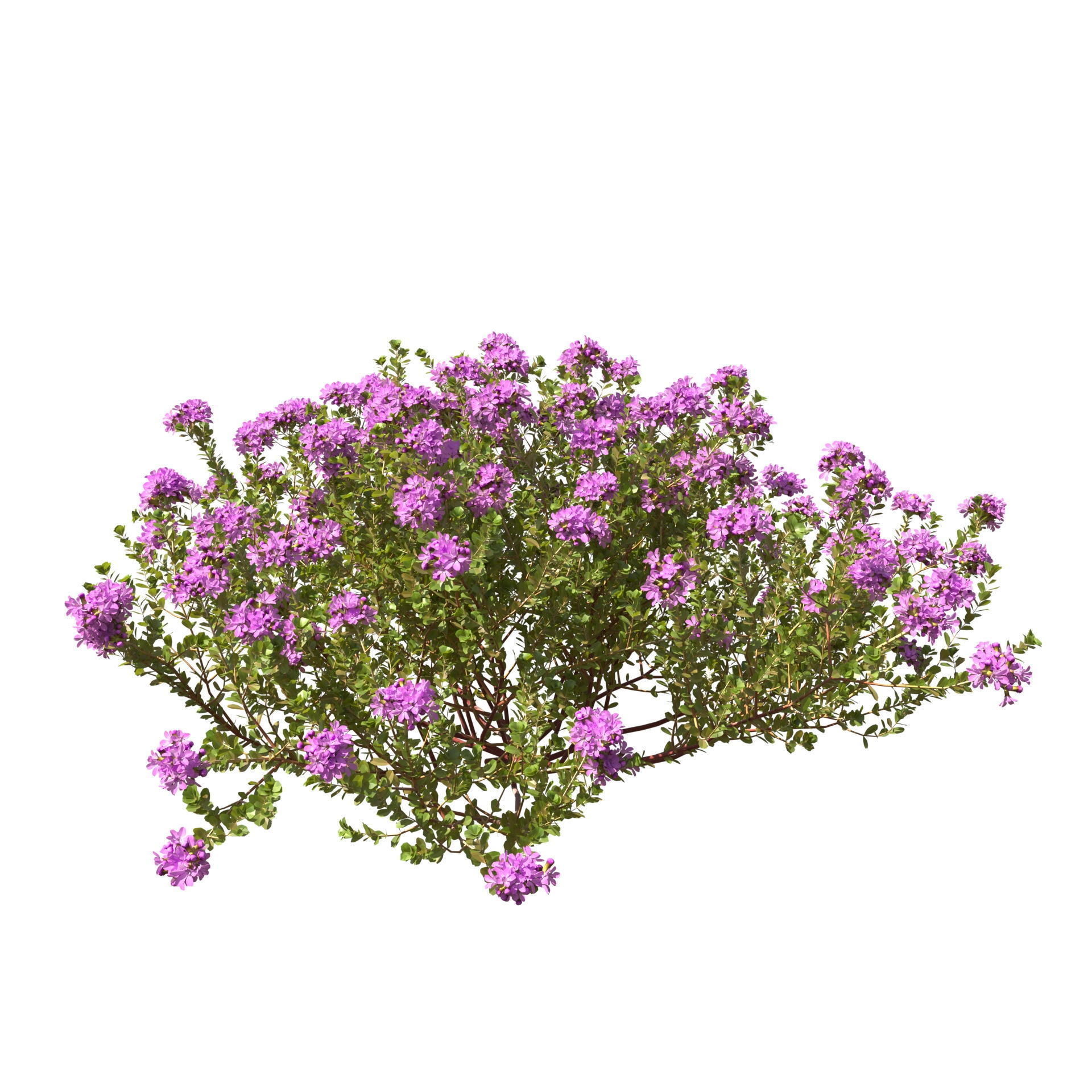 Thyme or thymus vulgaris 3D model_7