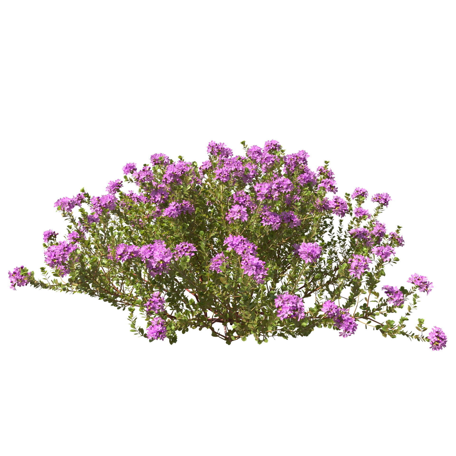 Thyme or thymus vulgaris 3D model_8