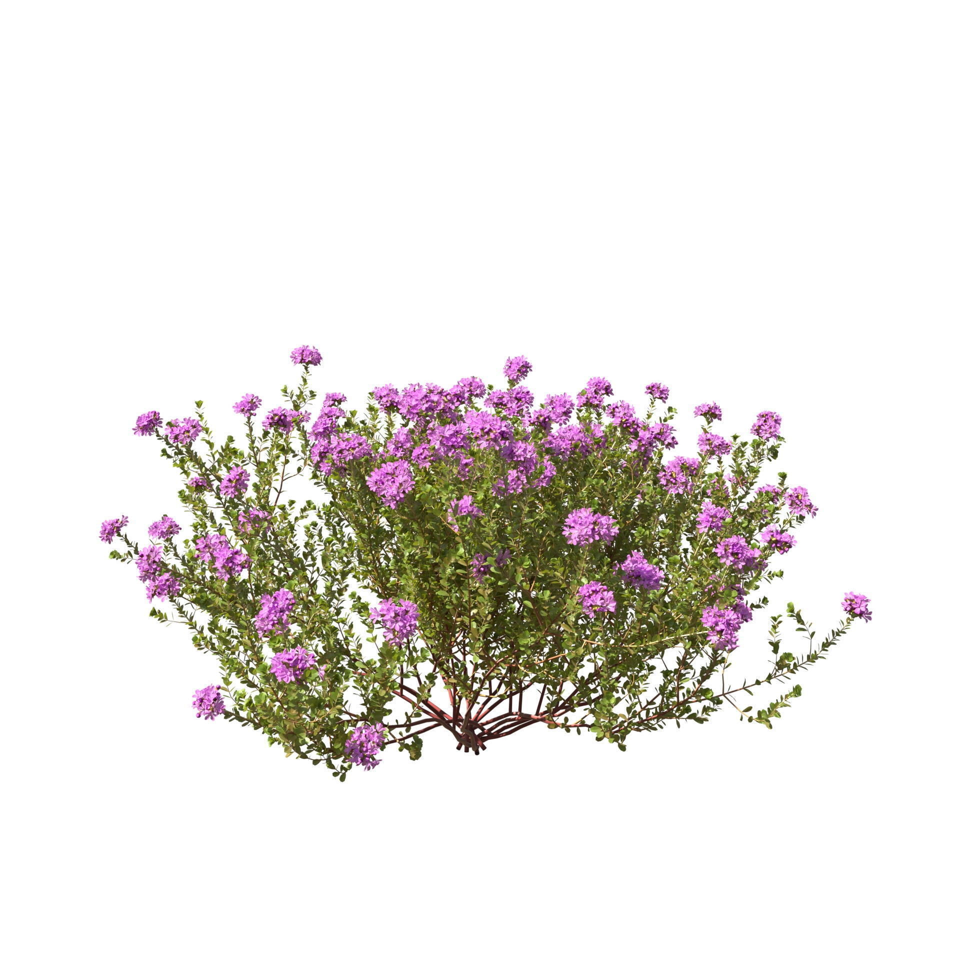 Thyme or thymus vulgaris 3D model_14