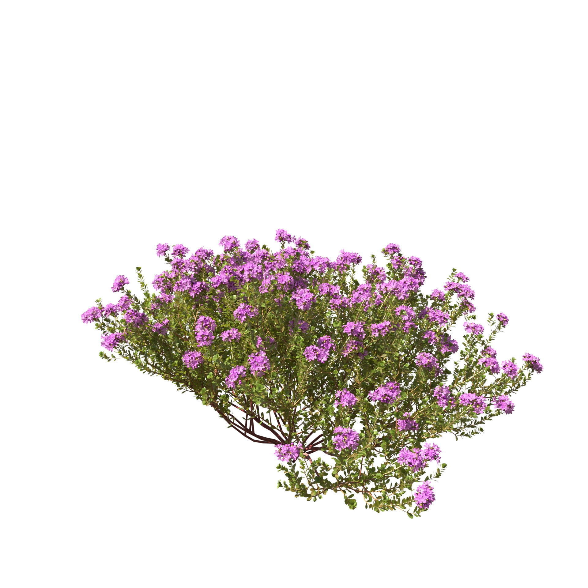 Thyme or thymus vulgaris 3D model_17