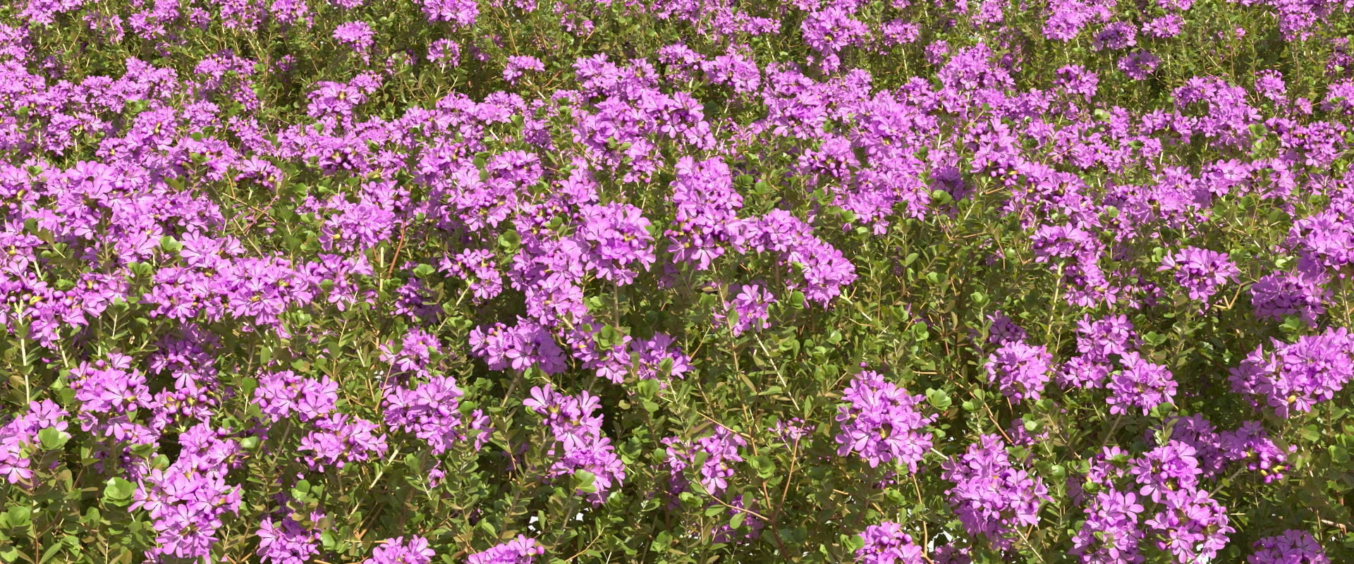 Thyme or thymus vulgaris 3D model_3