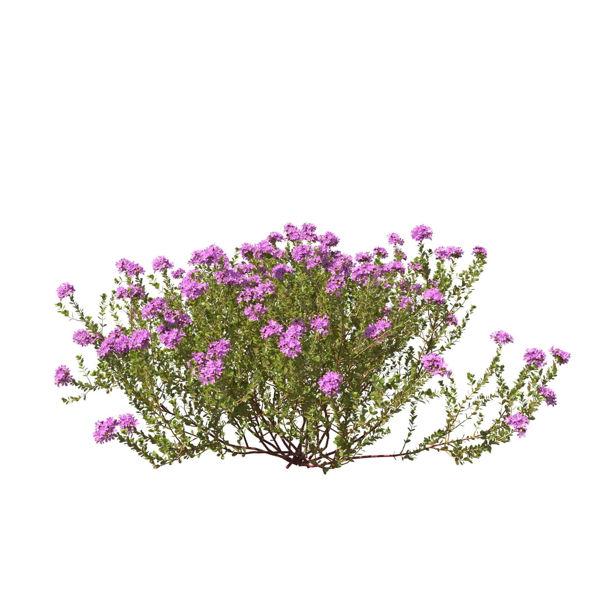 Thyme or thymus vulgaris 3D model_12