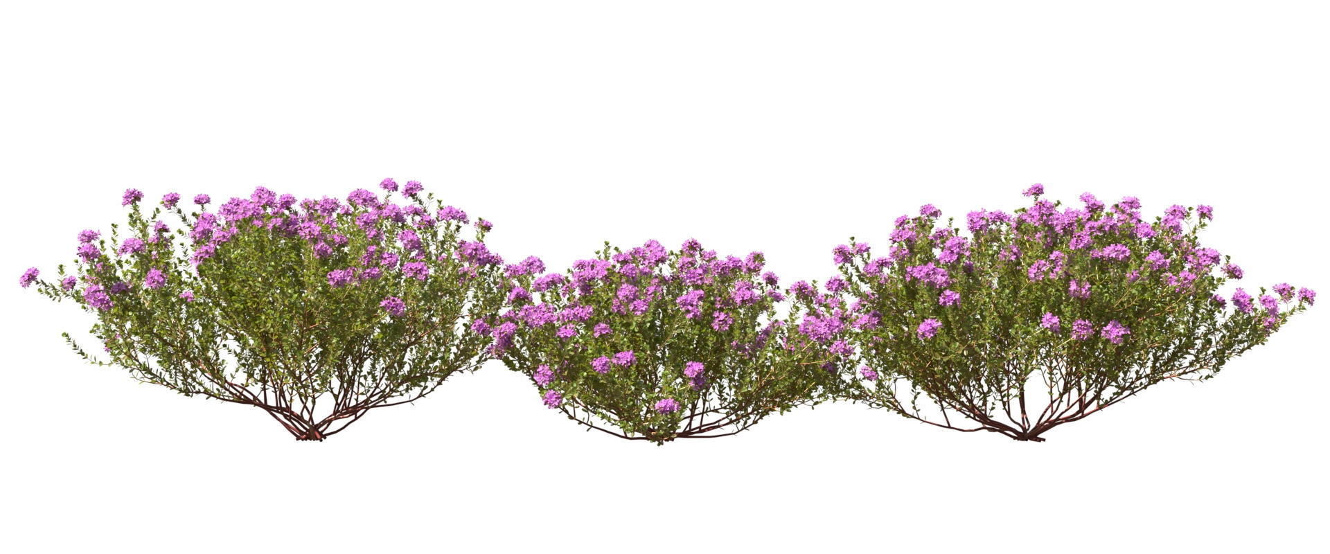 Thyme or thymus vulgaris 3D model_1