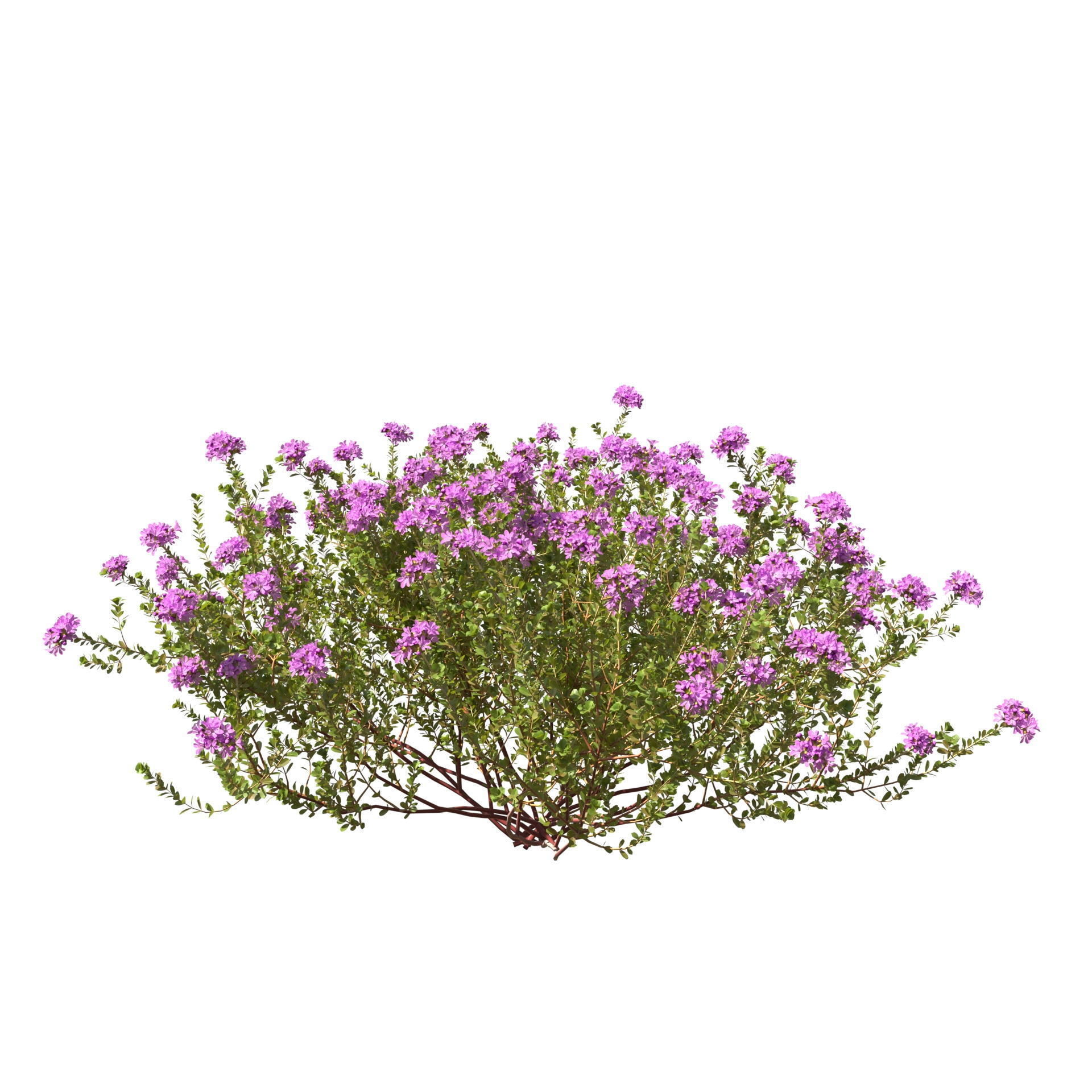 Thyme or thymus vulgaris 3D model_11