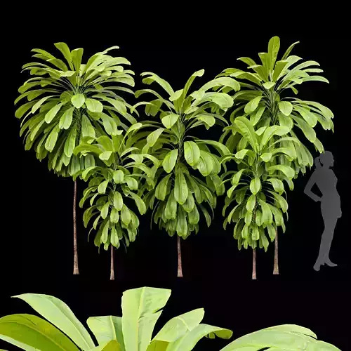 Broad Leaved Palm Lily Cordyline Petiolaris 3D model