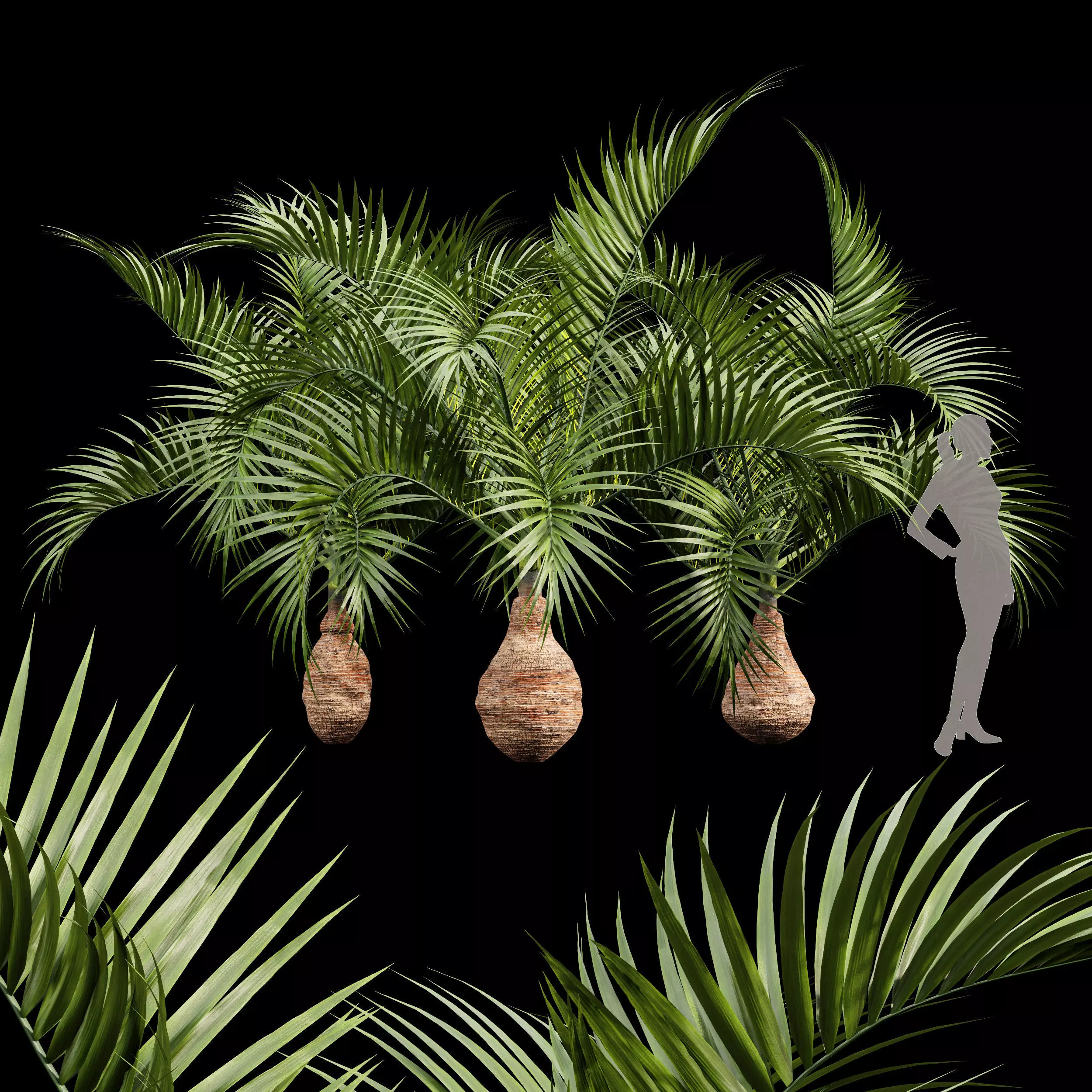 Bottle palm tree hyophorbe lagenicaulis 3D model