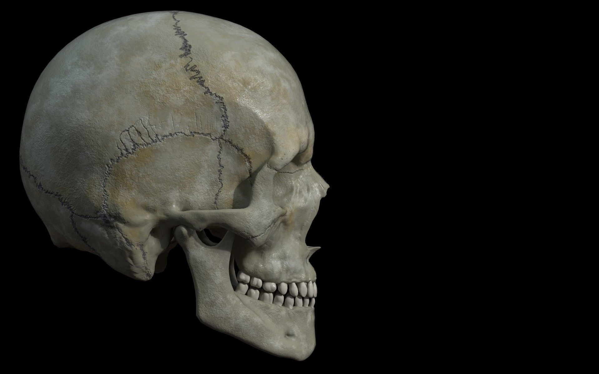Human skull Low-poly 3D model_5