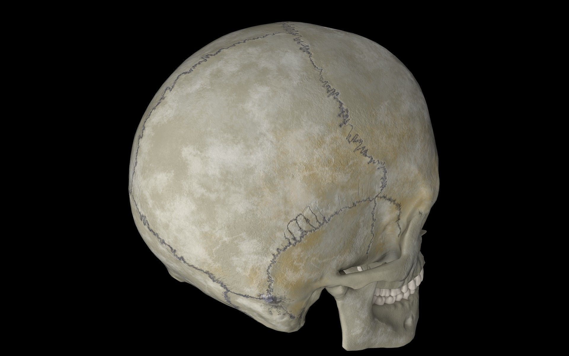 Human skull Low-poly 3D model_3