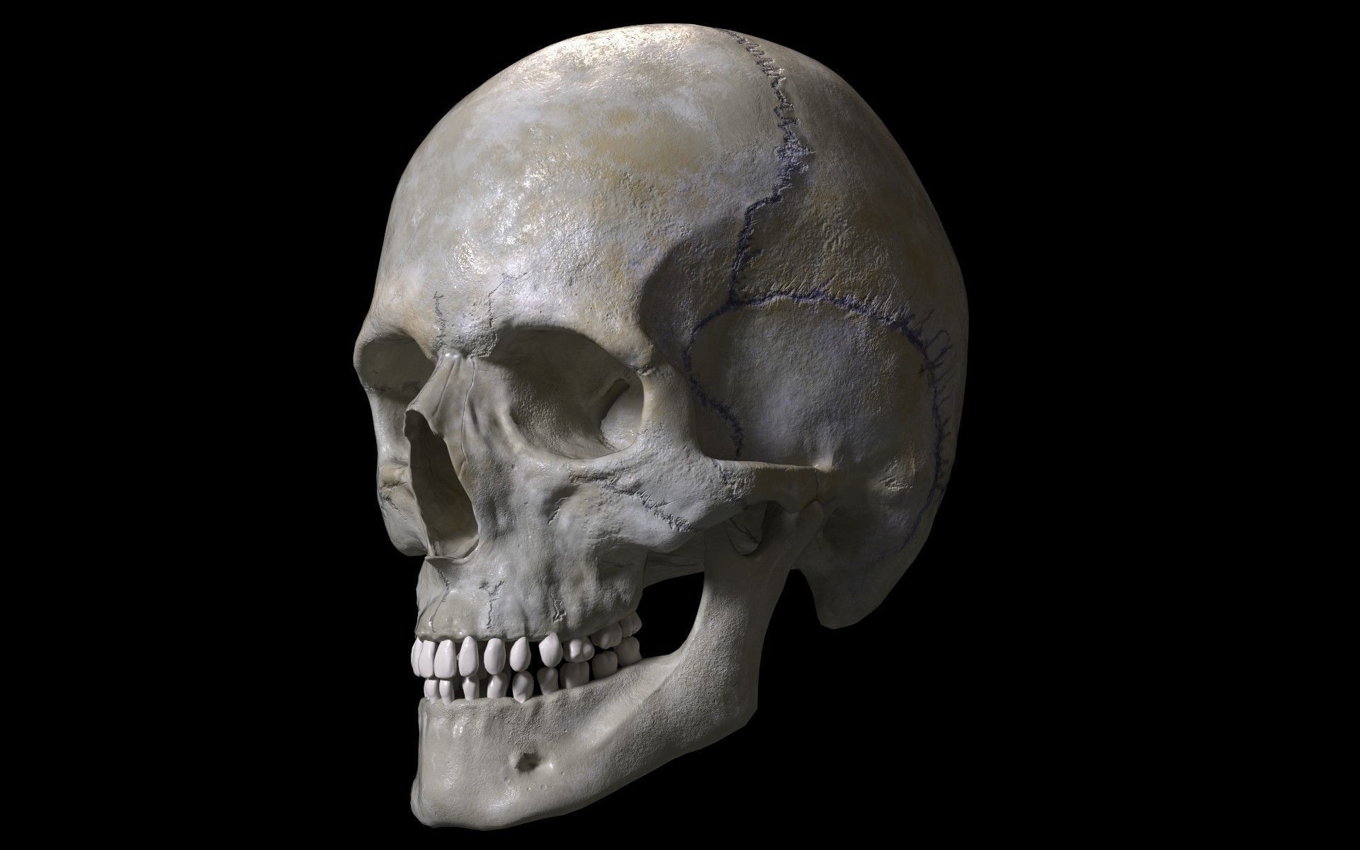 Human skull Low-poly 3D model_6