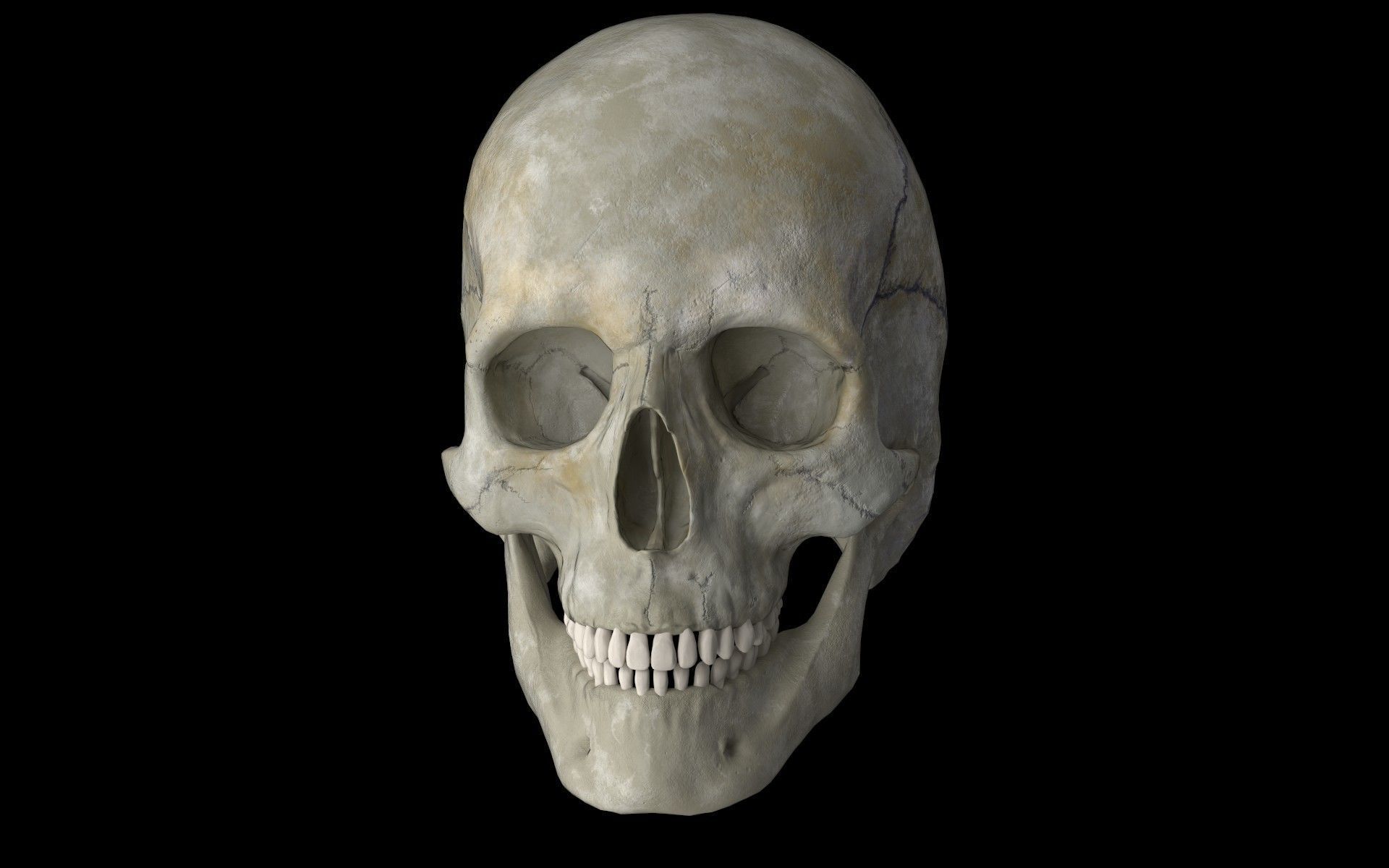 Human skull Low-poly 3D model_7
