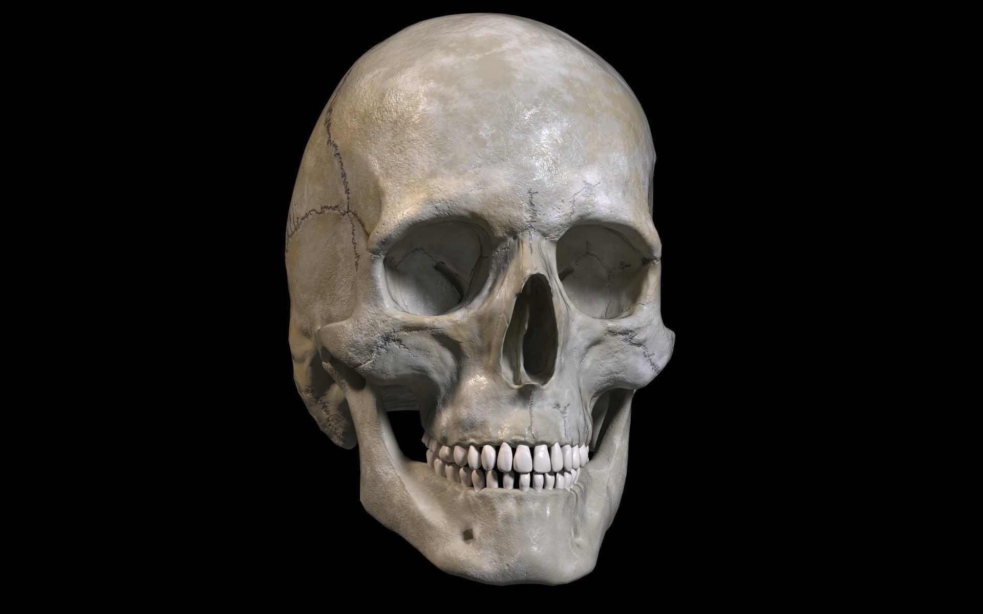 Human skull Low-poly 3D model_2