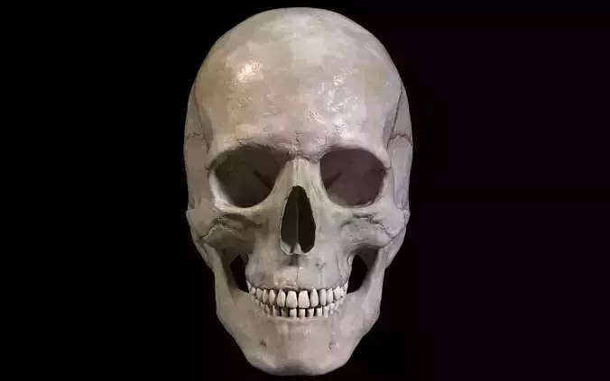 Human skull