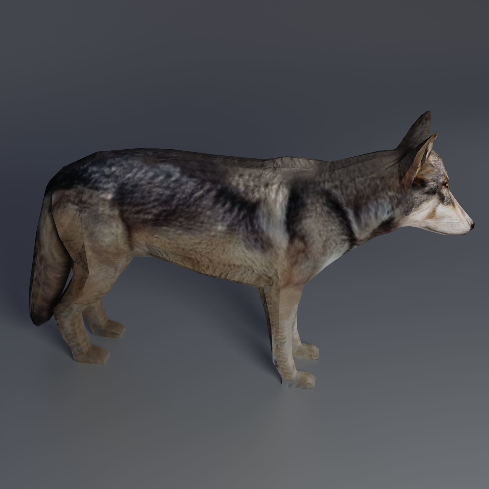 Gray Wolf Low-poly 3D model_6