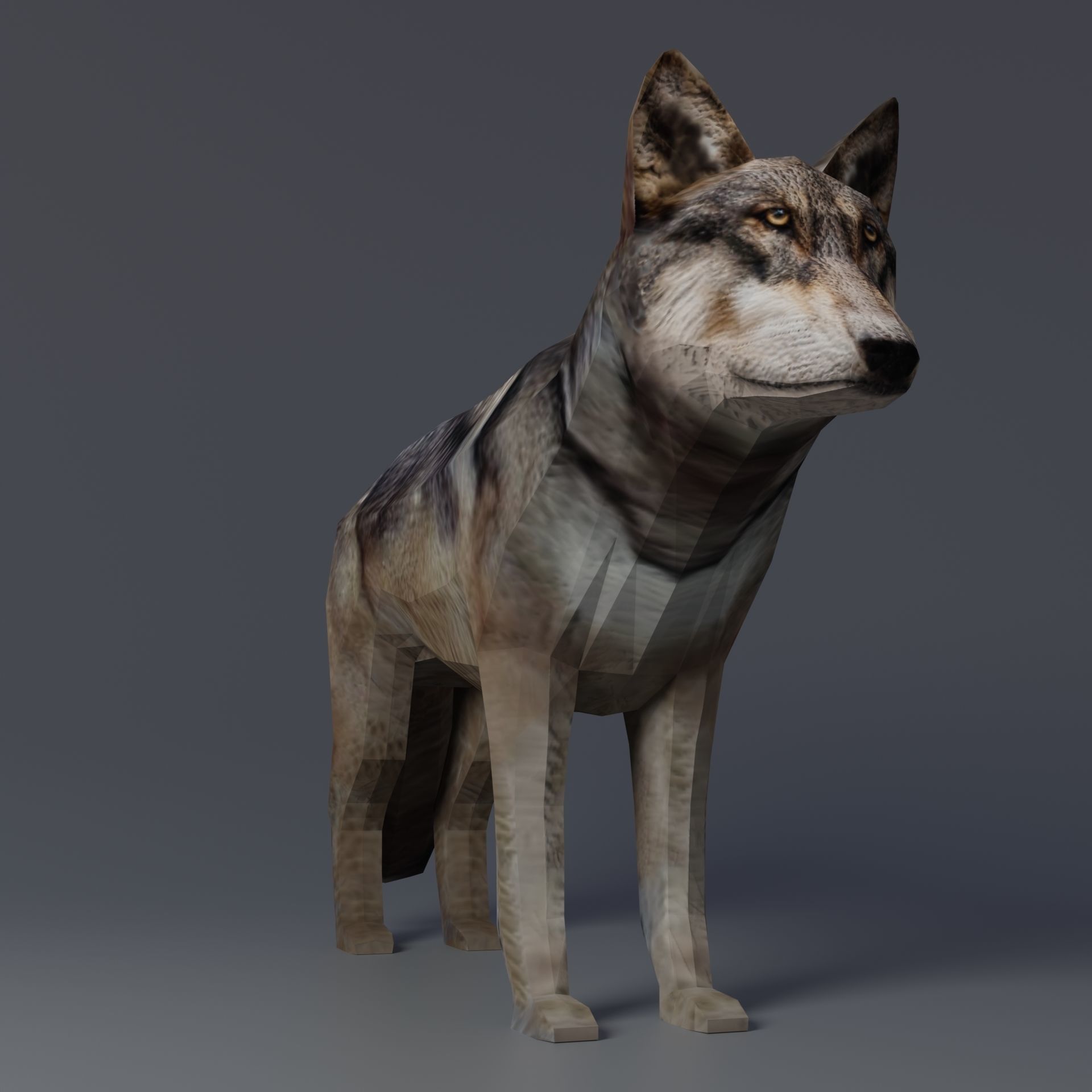 Gray Wolf Low-poly 3D model_9