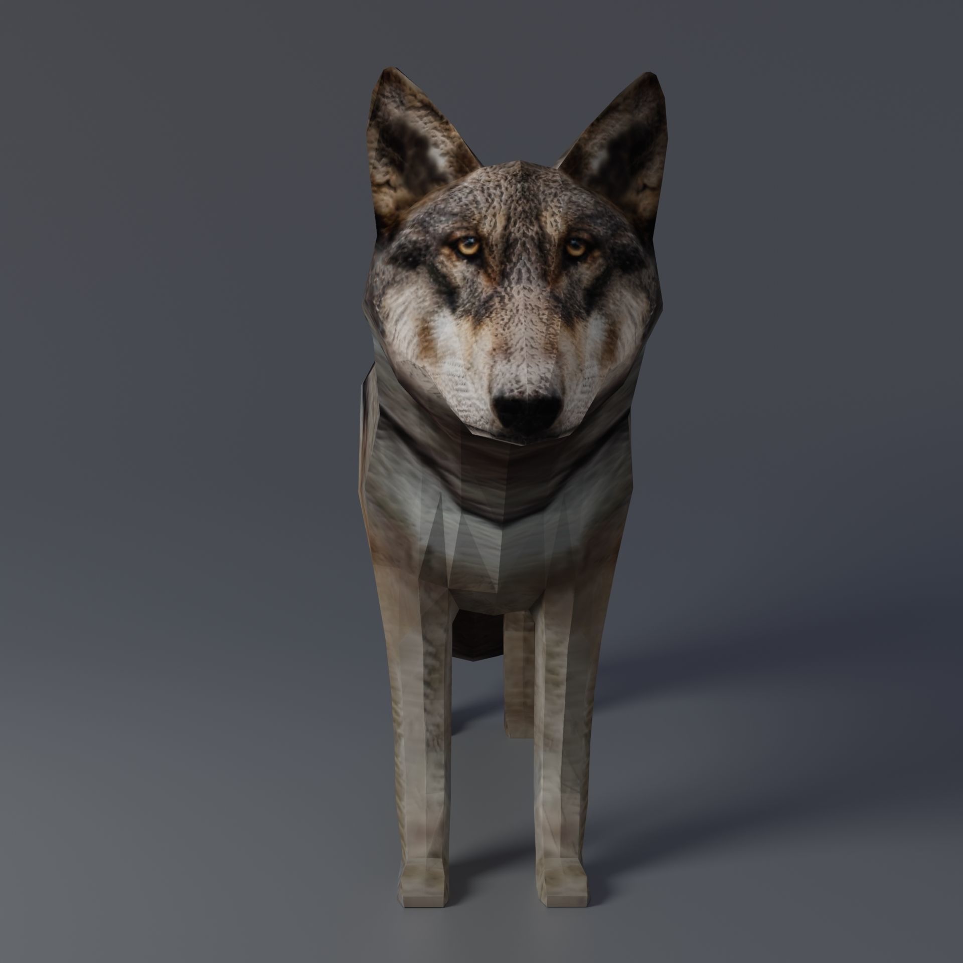 Gray Wolf Low-poly 3D model_3