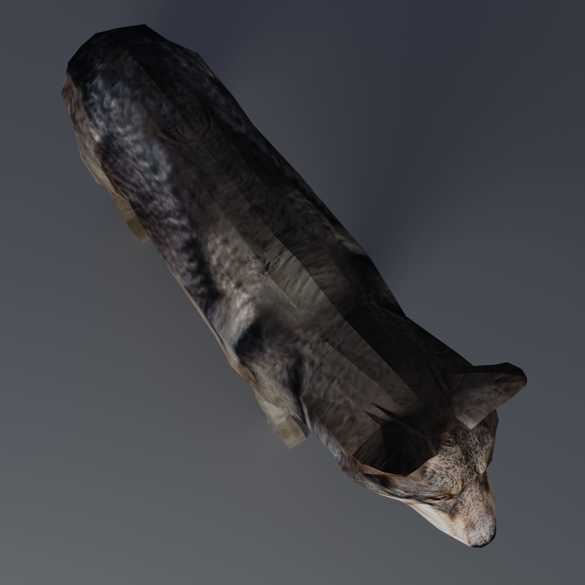 Gray Wolf Low-poly 3D model_7