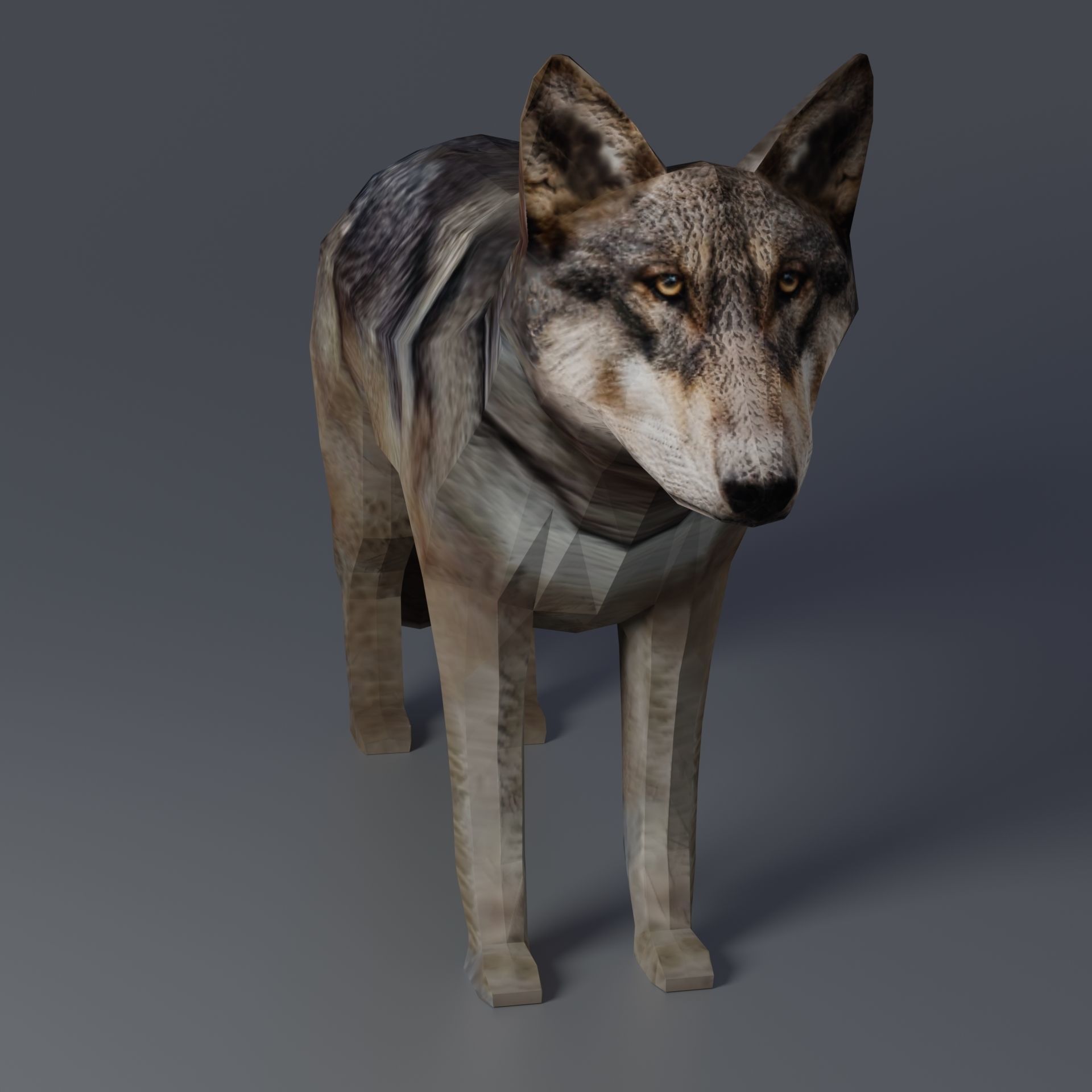 Gray Wolf Low-poly 3D model_2