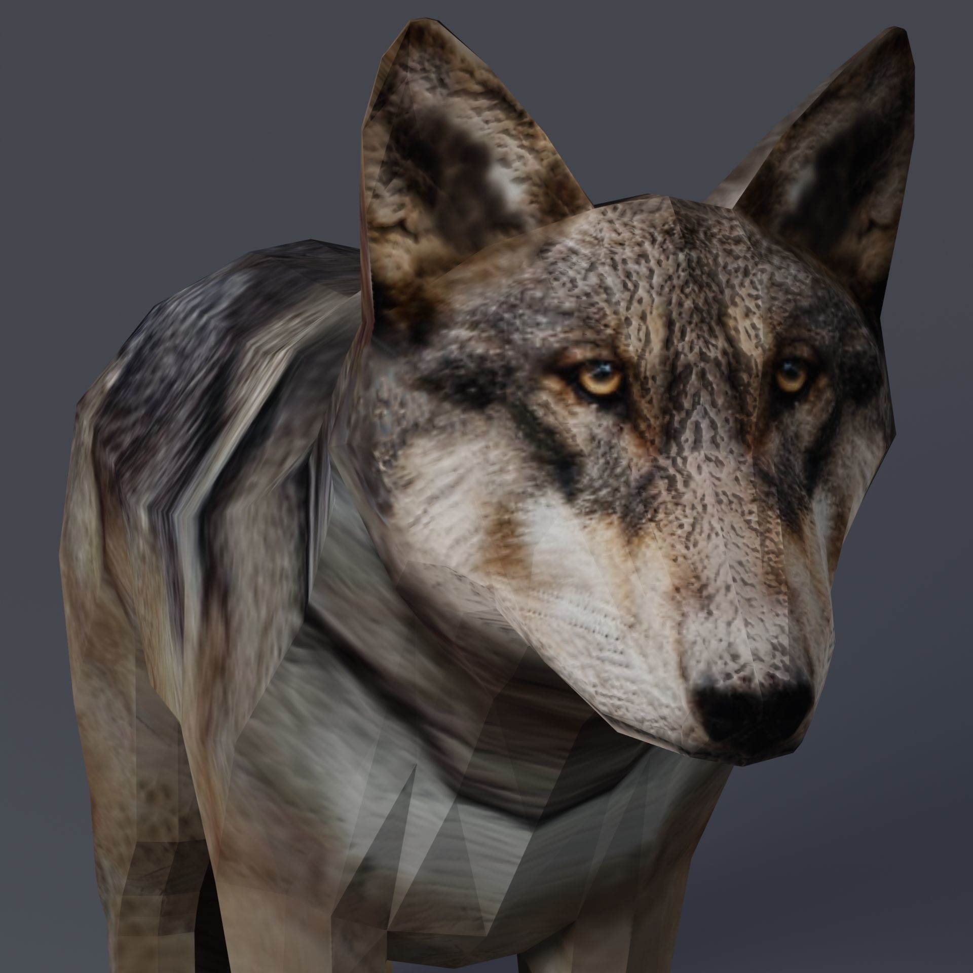Gray Wolf Low-poly 3D model_10