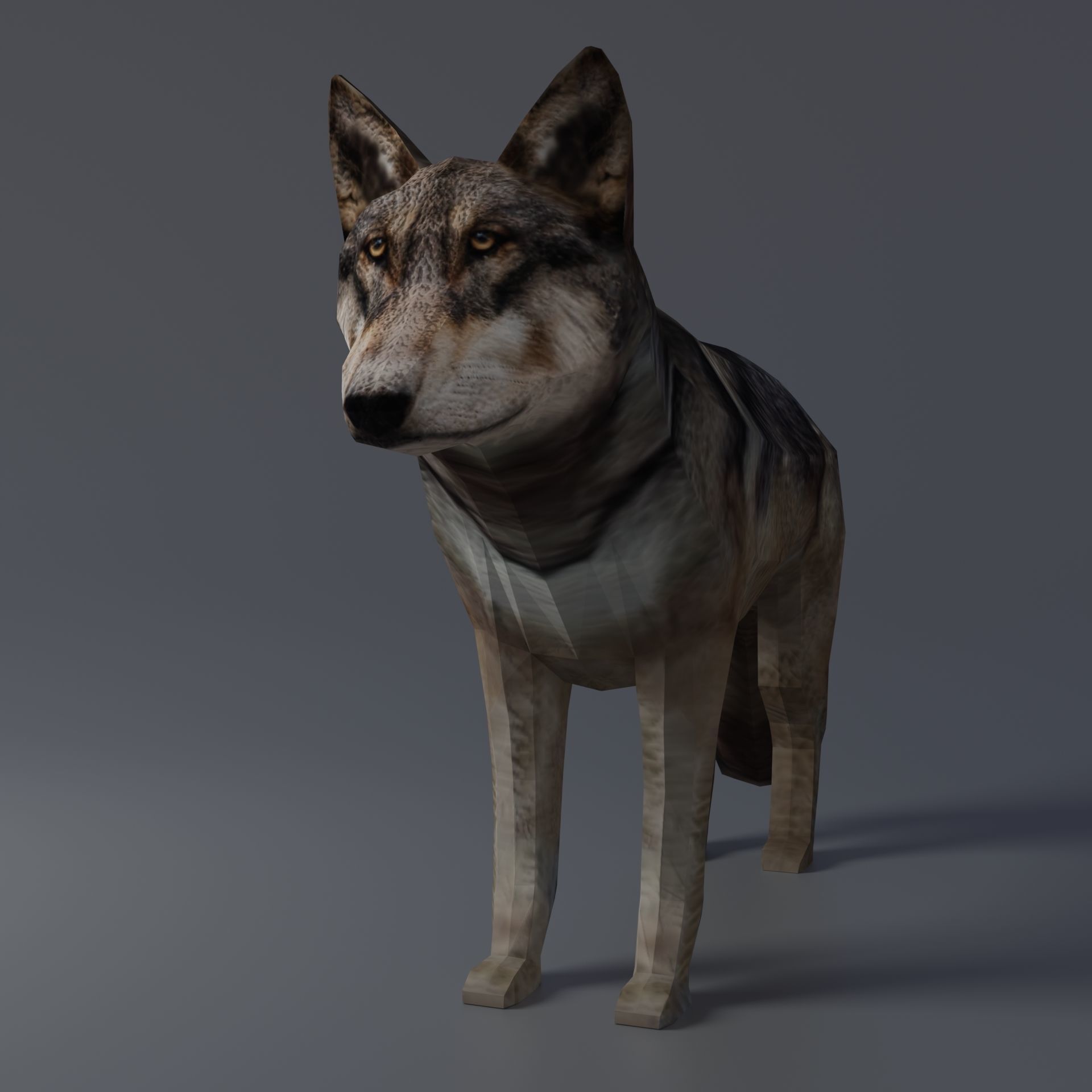 Gray Wolf Low-poly 3D model_5