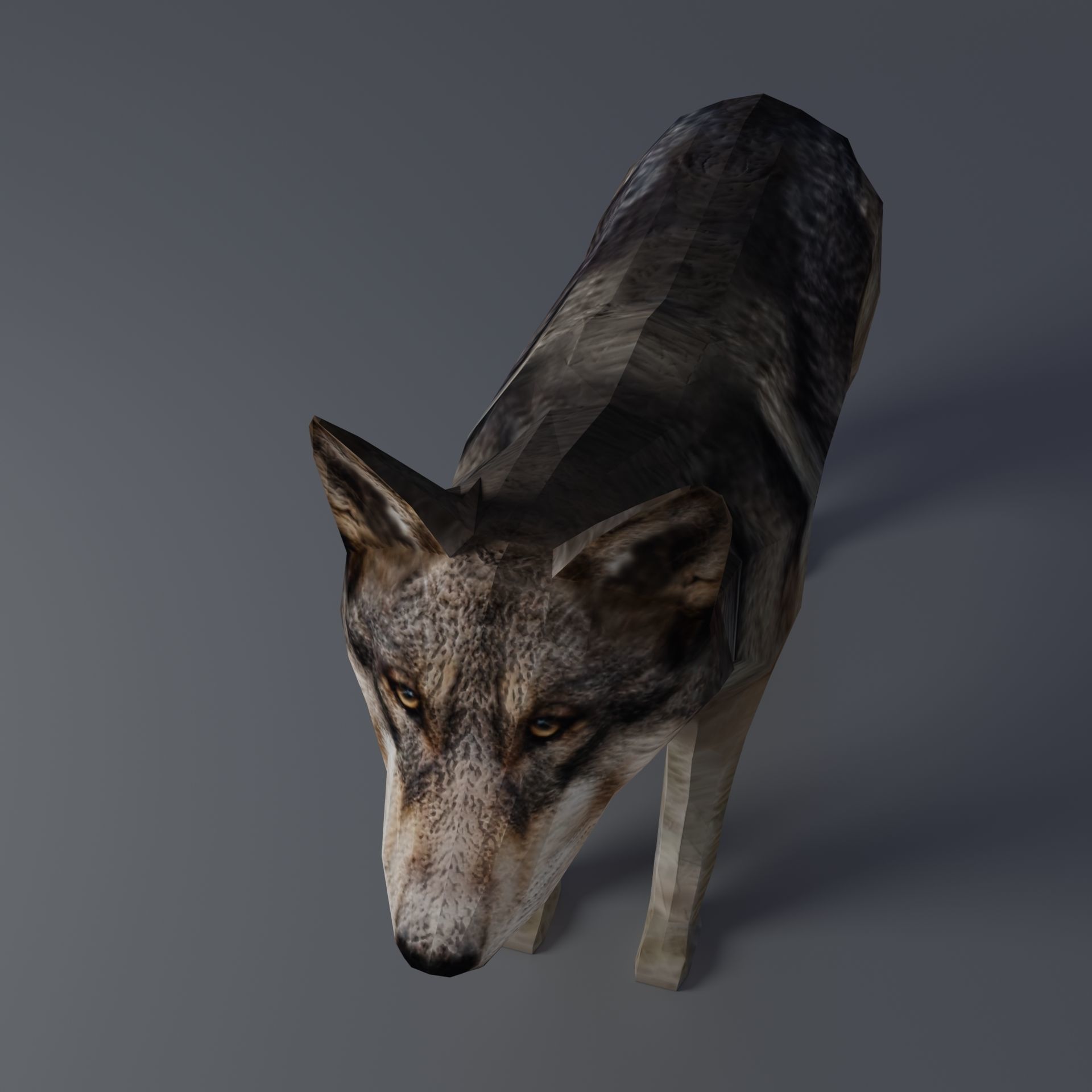 Gray Wolf Low-poly 3D model_4