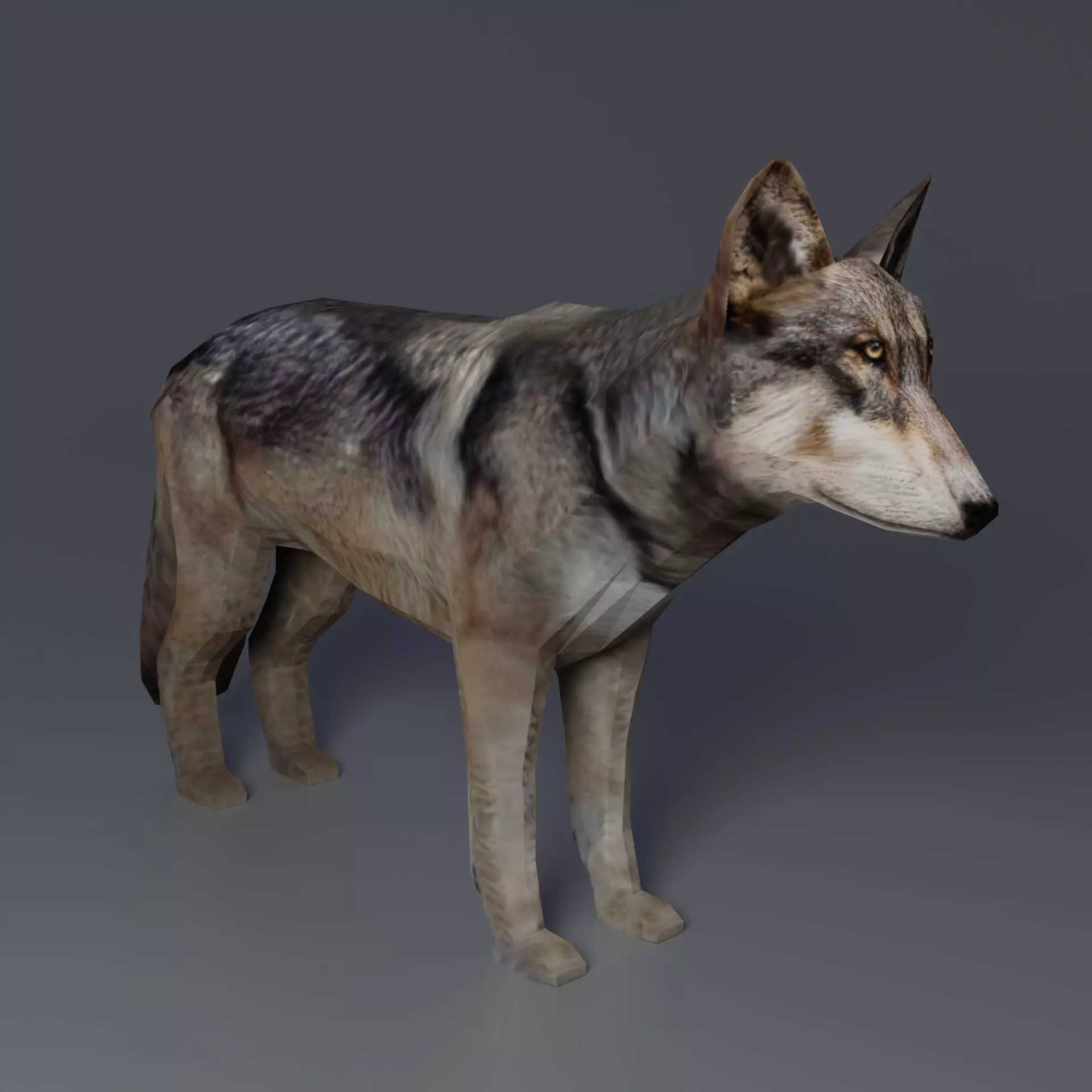 Gray Wolf Low-poly 3D model_0