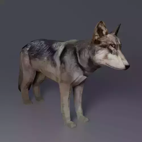 Gray Wolf Low-poly 3D model