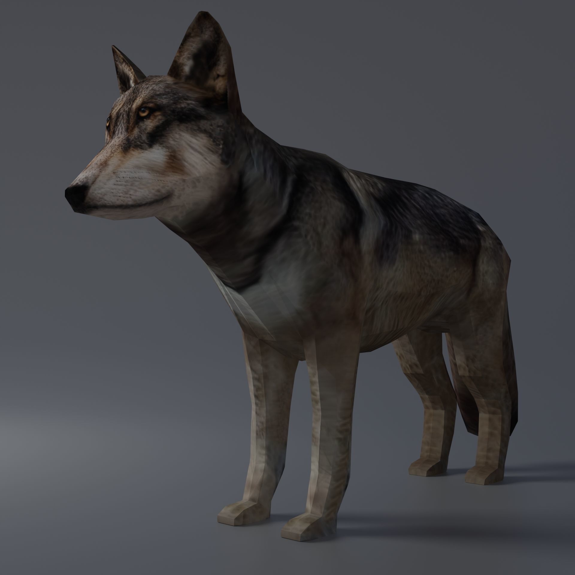 Gray Wolf Low-poly 3D model_8