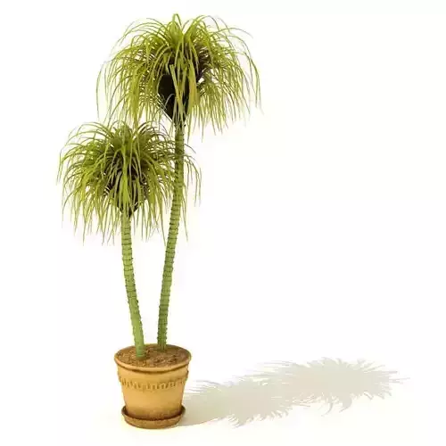 Potted Plant