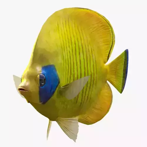 Bluecheek Butterflyfish