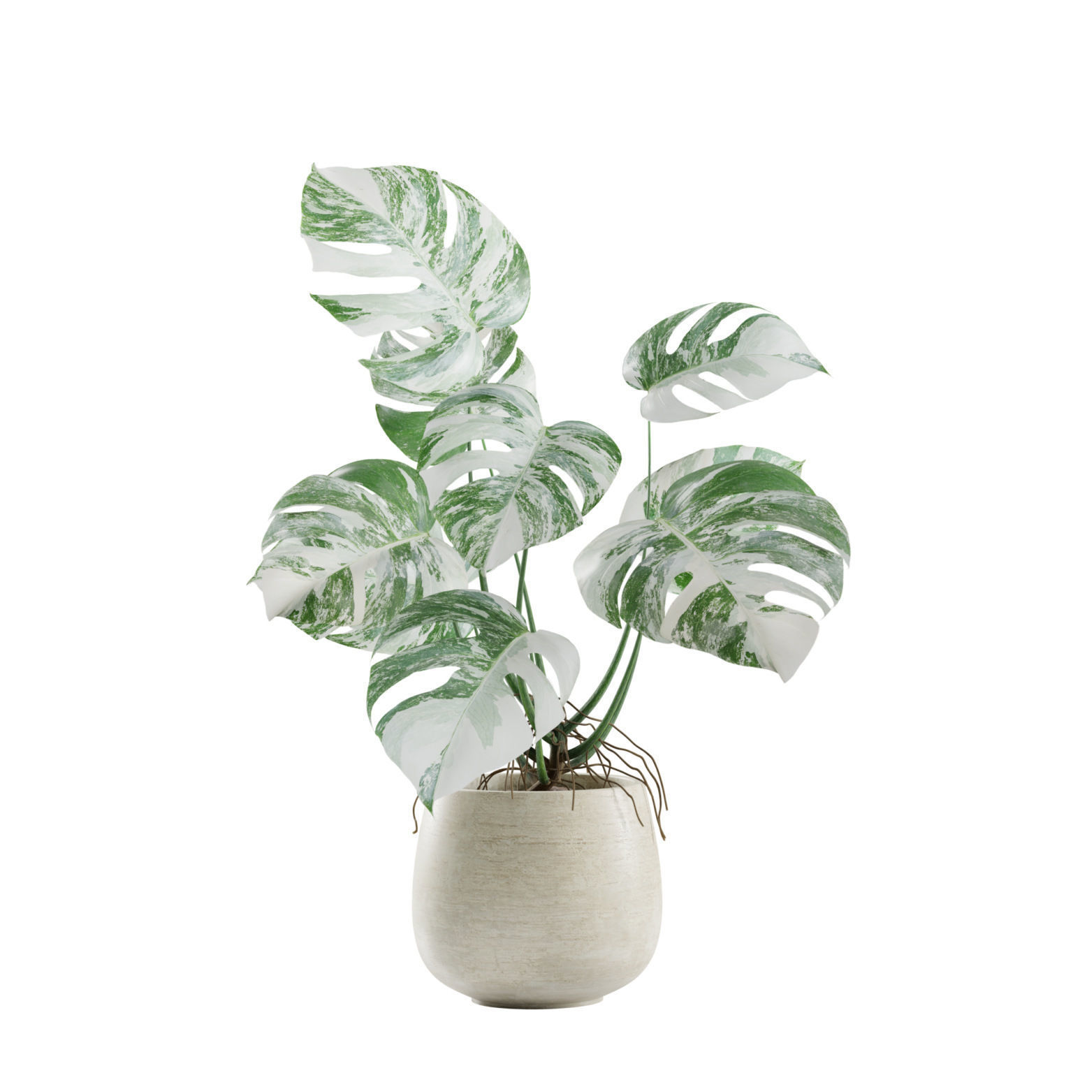 Indoor Plants Pack 05 3D model_4