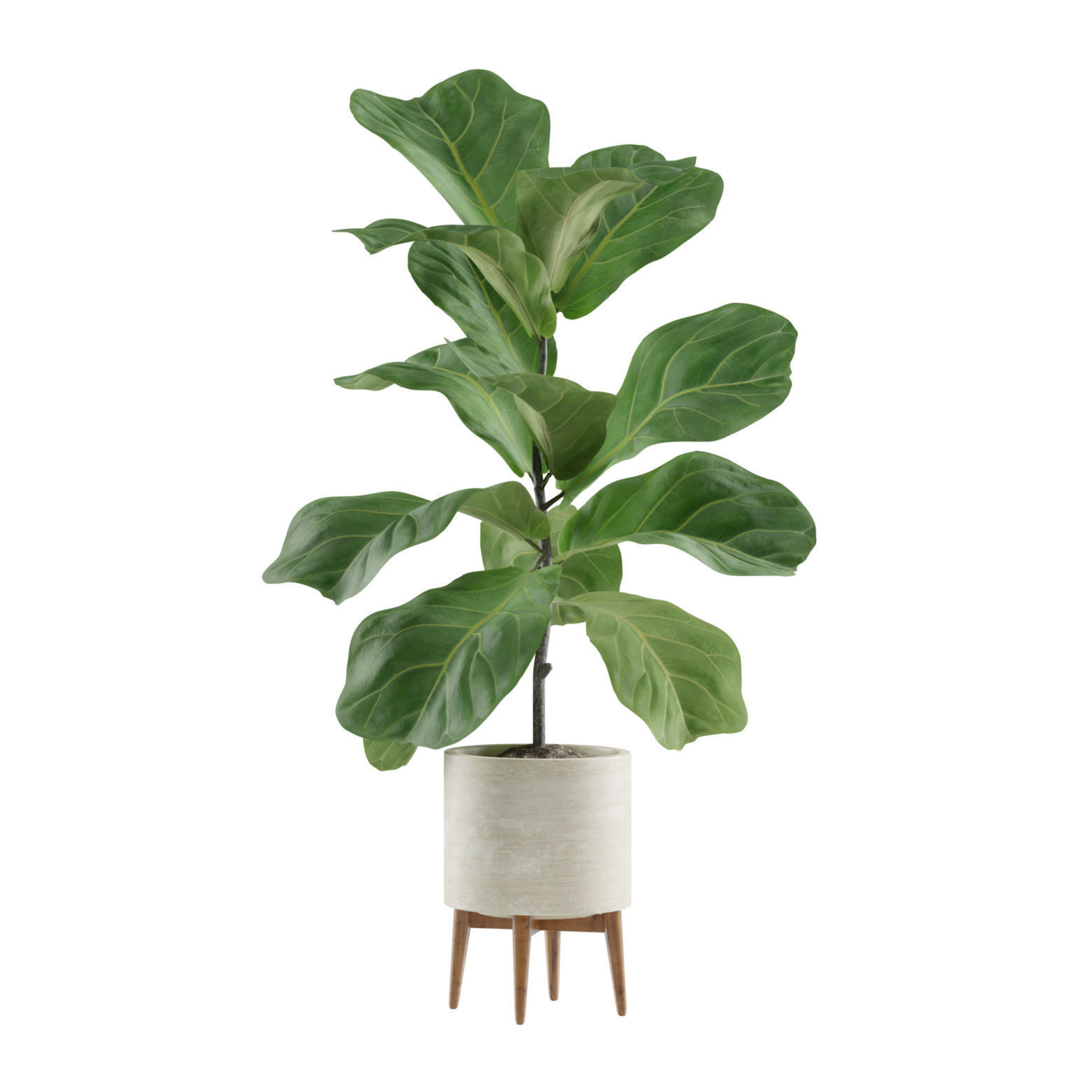Indoor Plants Pack 05 3D model_2