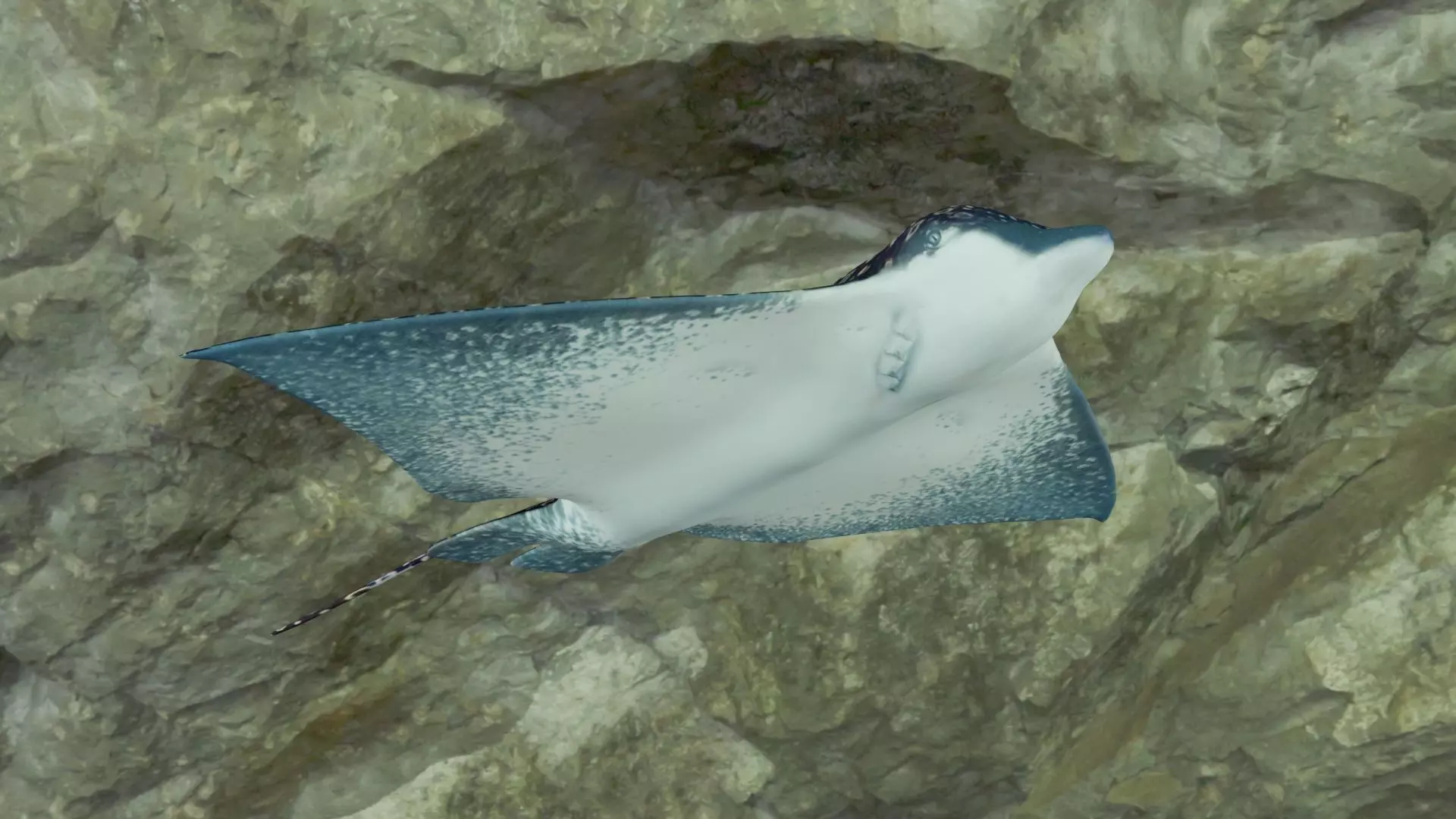 Eagle Ray Low-poly 3D model