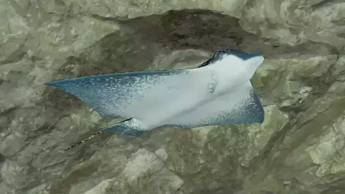 Eagle Ray Low-poly 3D model