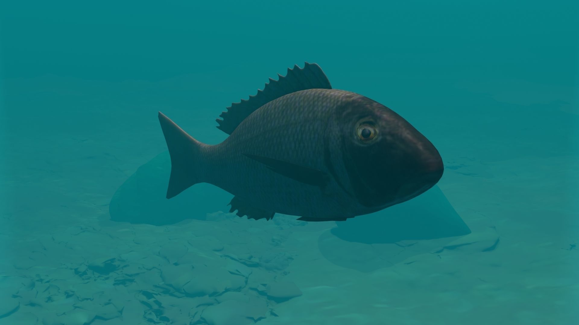 Orange finned emperor Low-poly 3D model_5