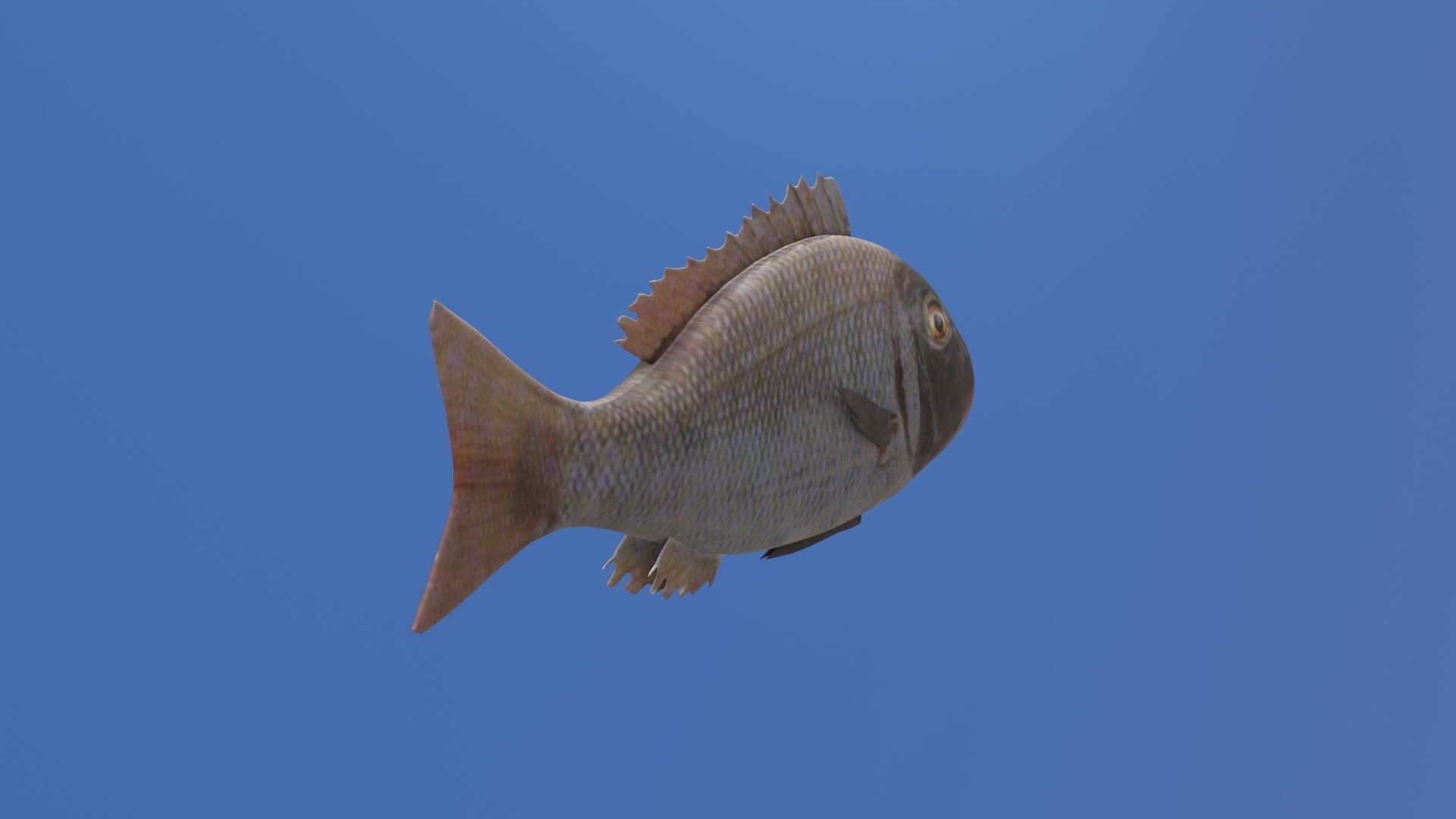 Orange finned emperor Low-poly 3D model_20