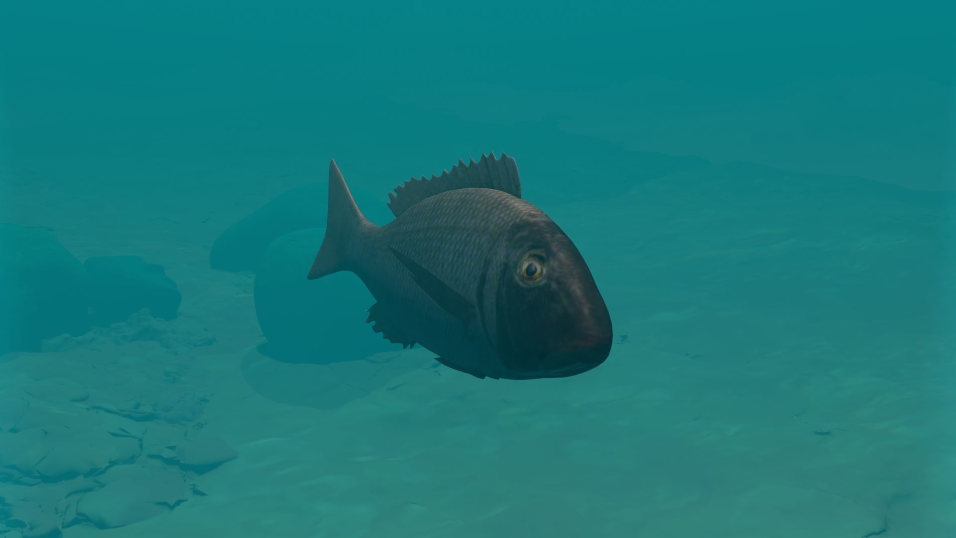 Orange finned emperor Low-poly 3D model_4