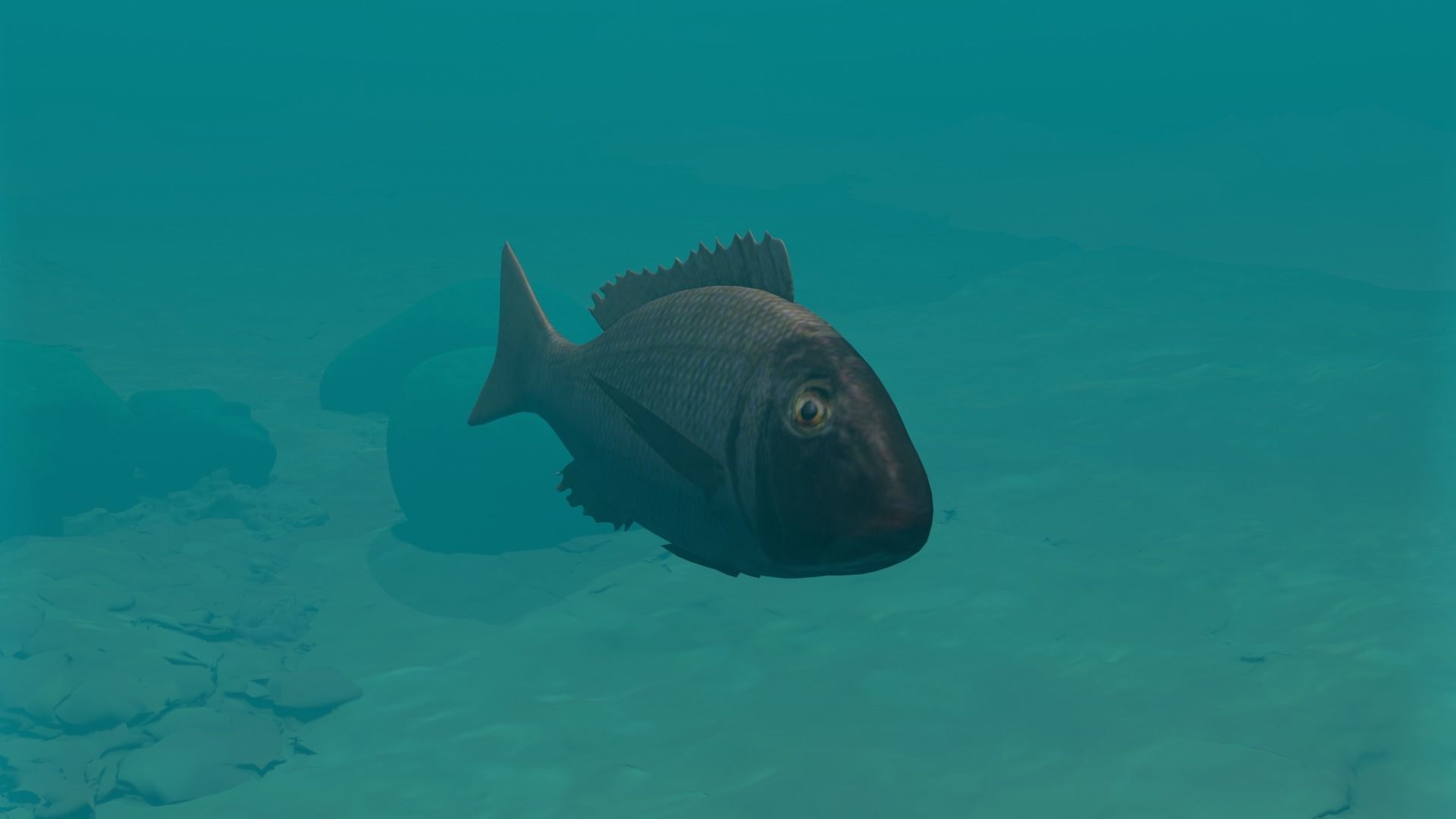 Orange finned emperor Low-poly 3D model_3