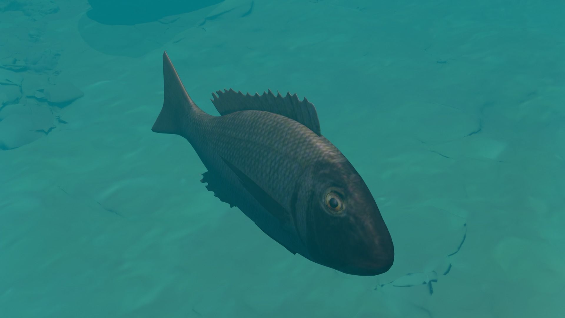 Orange finned emperor Low-poly 3D model_2