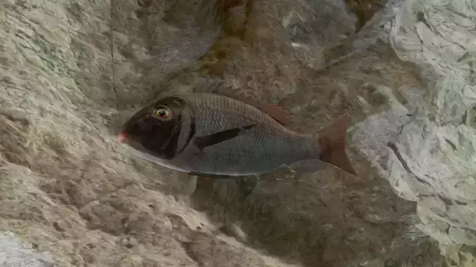 Orange finned emperor Low-poly 3D model